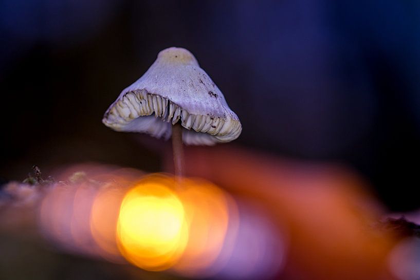 autumn 7 by peterheinspictures