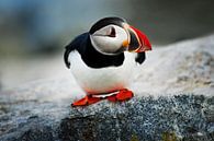 Puffin by Walljar thumbnail