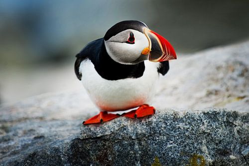 Puffin