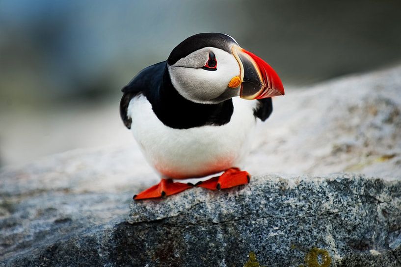 Puffin by Walljar
