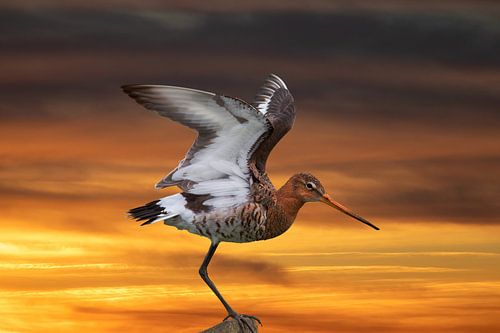 Uferschnepfe im Abendlicht