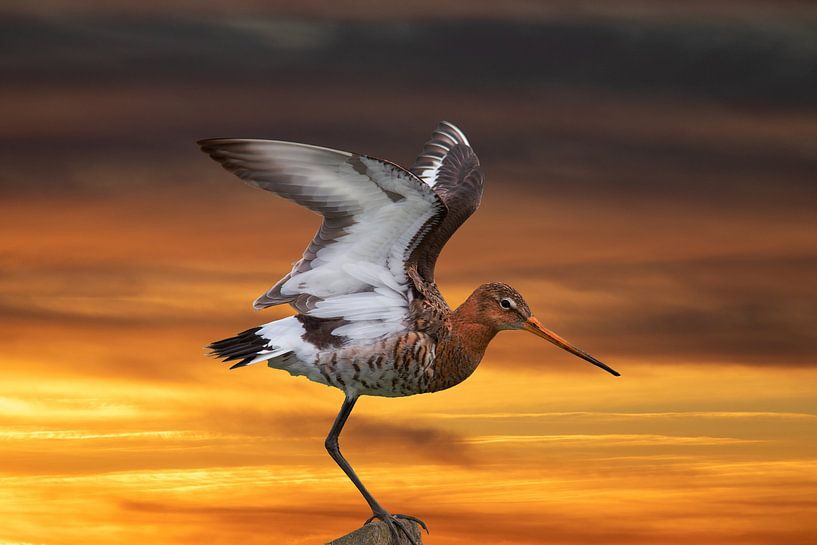 Uferschnepfe im Abendlicht von Rob Gipman
