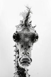 Seahorse by Poster Art Shop