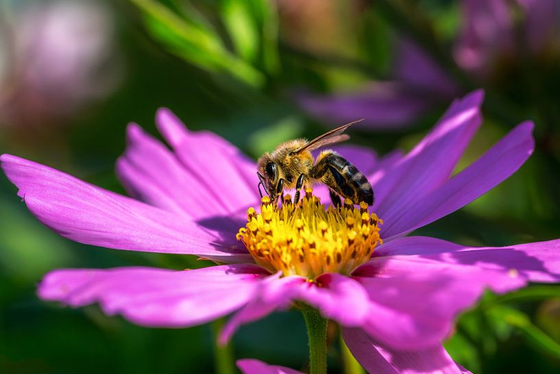 Abeille sur une fleur de dahlia rose par ManfredFotos