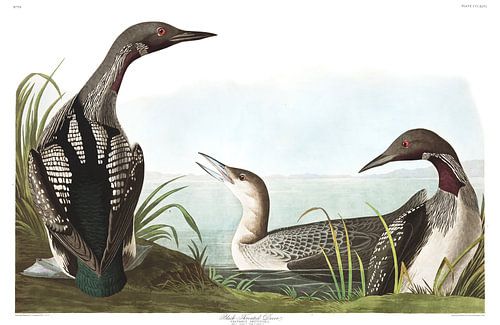 Parelduiker