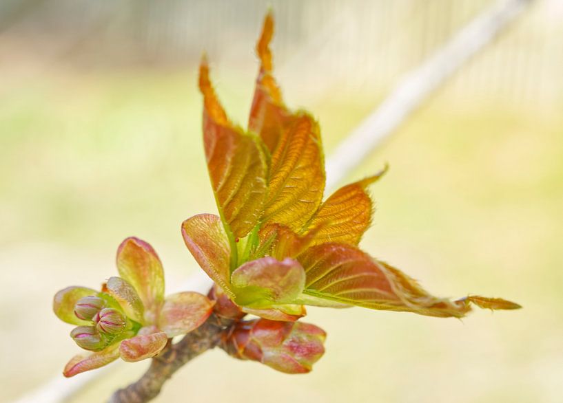 Kreppmyrte II - (Lagerstroemia) Blüten und Blätter von Iris Holzer Richardson
