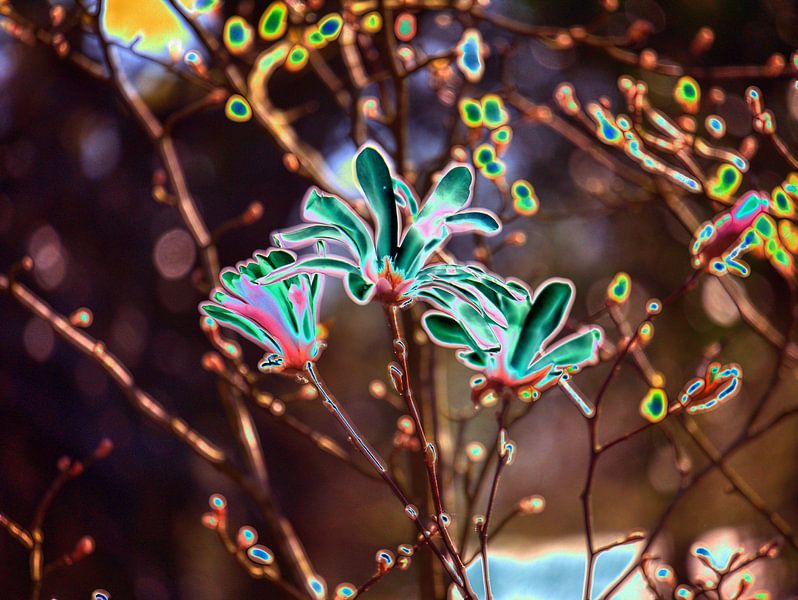 Bloem 2 van Edgar Schermaul