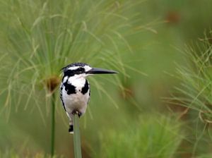 IJsvogel in een veld van papyrus