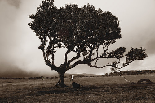 Landscape or Fanal