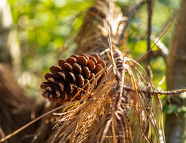 Pine apple fall colors