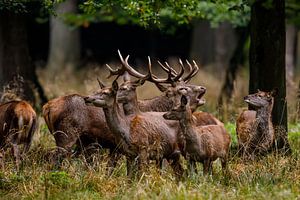 cerf en rut