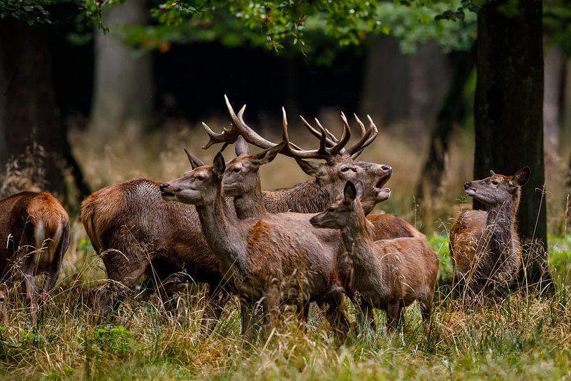 rutting deer by Roland Brack