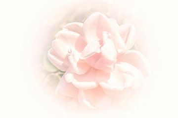 Rose in Pastell von Consala van  der Griend