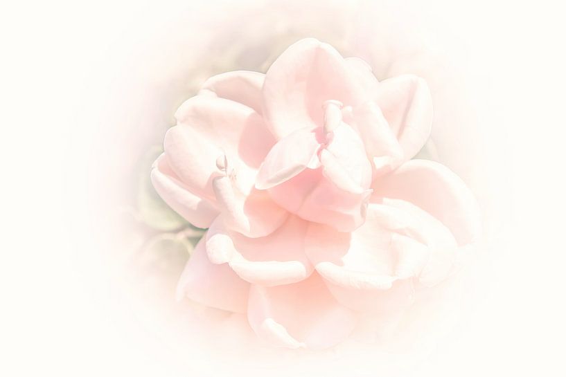 Rose in Pastel by Consala van  der Griend