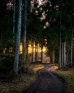 Evening Walk by Joris Machholz