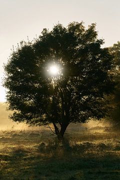 Baum bei Sonnenaufgang