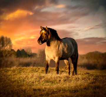 Konik paard tijdens zonsondergang
