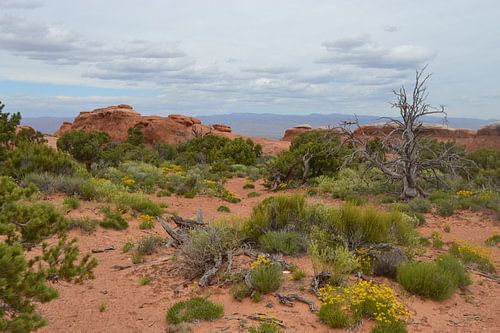 Arches National Park,Utah, Amerika