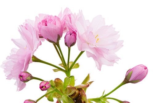 Macrofoto van roze kersenbloesems van een sierkersenboom