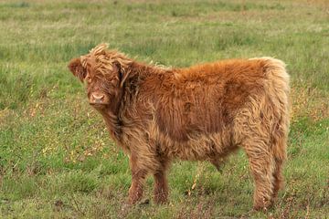 Schottischer Highlander, Stier, Kalb von M. B. fotografie