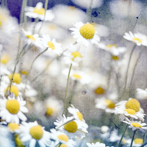 mauerblümchen