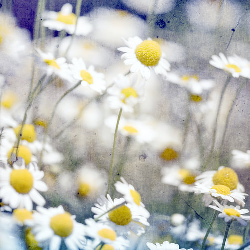 wallflower
