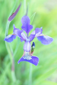 Iris (paarse bloem) van Desiree Adam-Vaassen