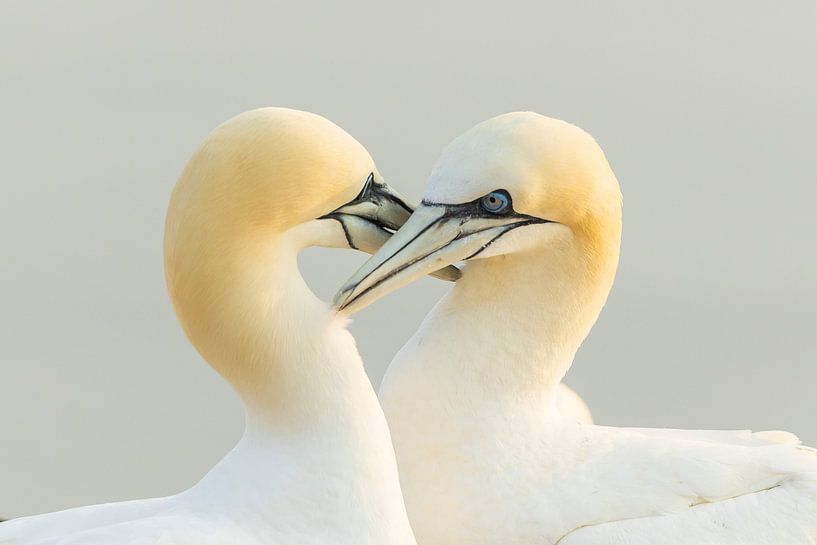 Loving greetings at Gannet by Karin Riethoven