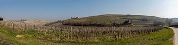 Weinberg im Piemont im Panorama