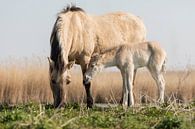 Paarden | Konikpaard merrie en veulen in het ochtendlicht van Servan Ott thumbnail