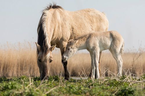 Pferde | Konik Pferdestute und Fohlen im Frühjahr