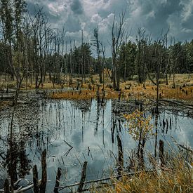 MARÉCAGE sur Ullrich Gnoth