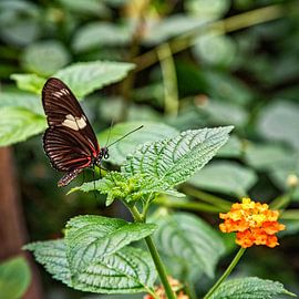 Butterfly on leaf by Michel Groen