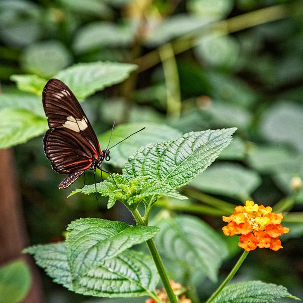 Vlinder op blad van Michel Groen