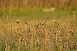 Goldfinches in the North Holland Dune Reserve