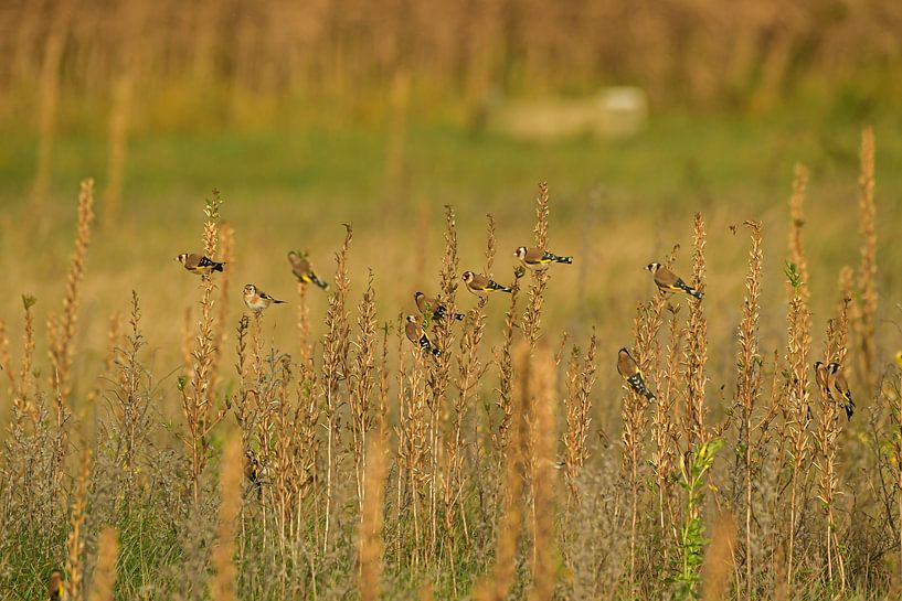 Putters in het Noord Hollands duinreservaat van Shirley Douwstra