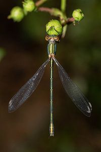 Image symétrique d'une demoiselle à croupion bois (Chalcolestes viridis)