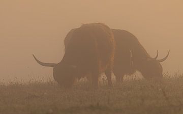 Schotse Hooglanders zonsopkomst Oudemolen - Drenthe (Nederland) van Marcel Kerdijk