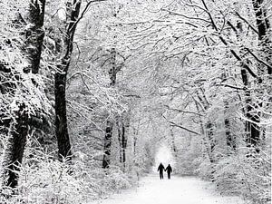 Winter im Wald
