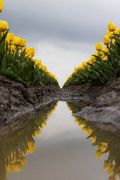 Tulpen van Carlijn Oostermeijer