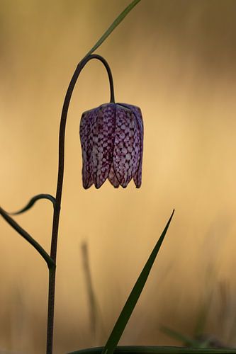 Kievitsbloem