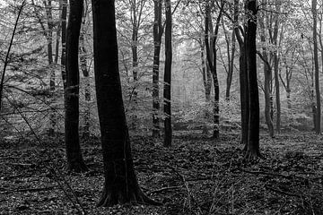 Herbststimmung im alten Wald der Veluwe