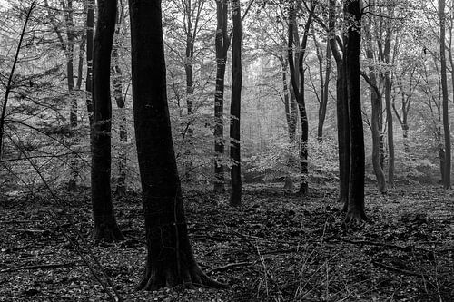 Herbststimmung im alten Wald der Veluwe