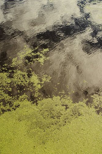 Abstract Moss on Water