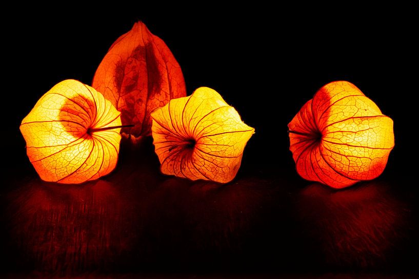 Fleur de lampion par Andreas Müller