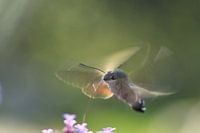 Papillon colibri retardé