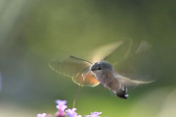 Hummingbird butterfly delayed by A. Bles