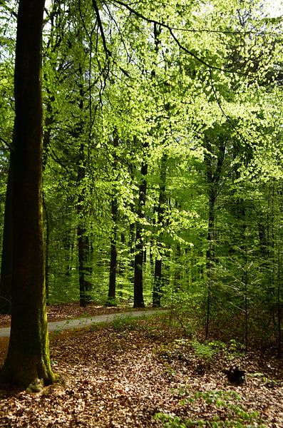 Sunlight in the forest by Corinne Welp