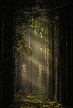 Nevel in het bos. van Hans Buls Photography
