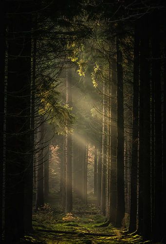 Nevel in het bos.